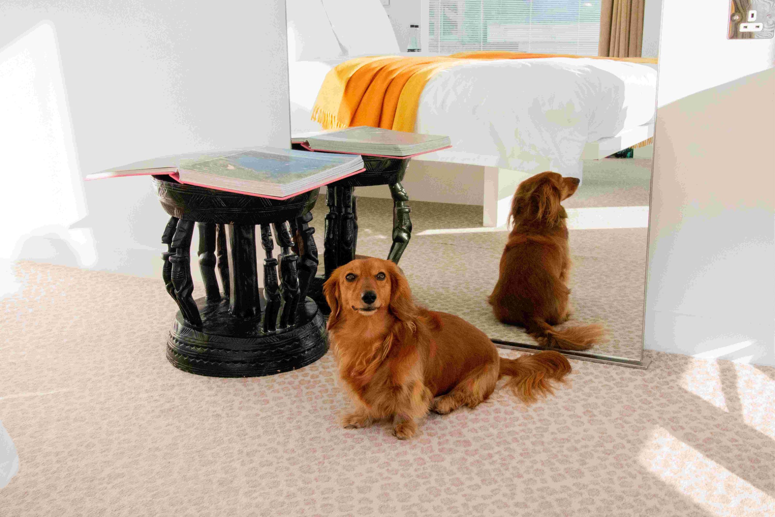 Small dog sitting on cheetah print carpet in front of a mirror with reflection of a large white bed, with black stool and large book opened