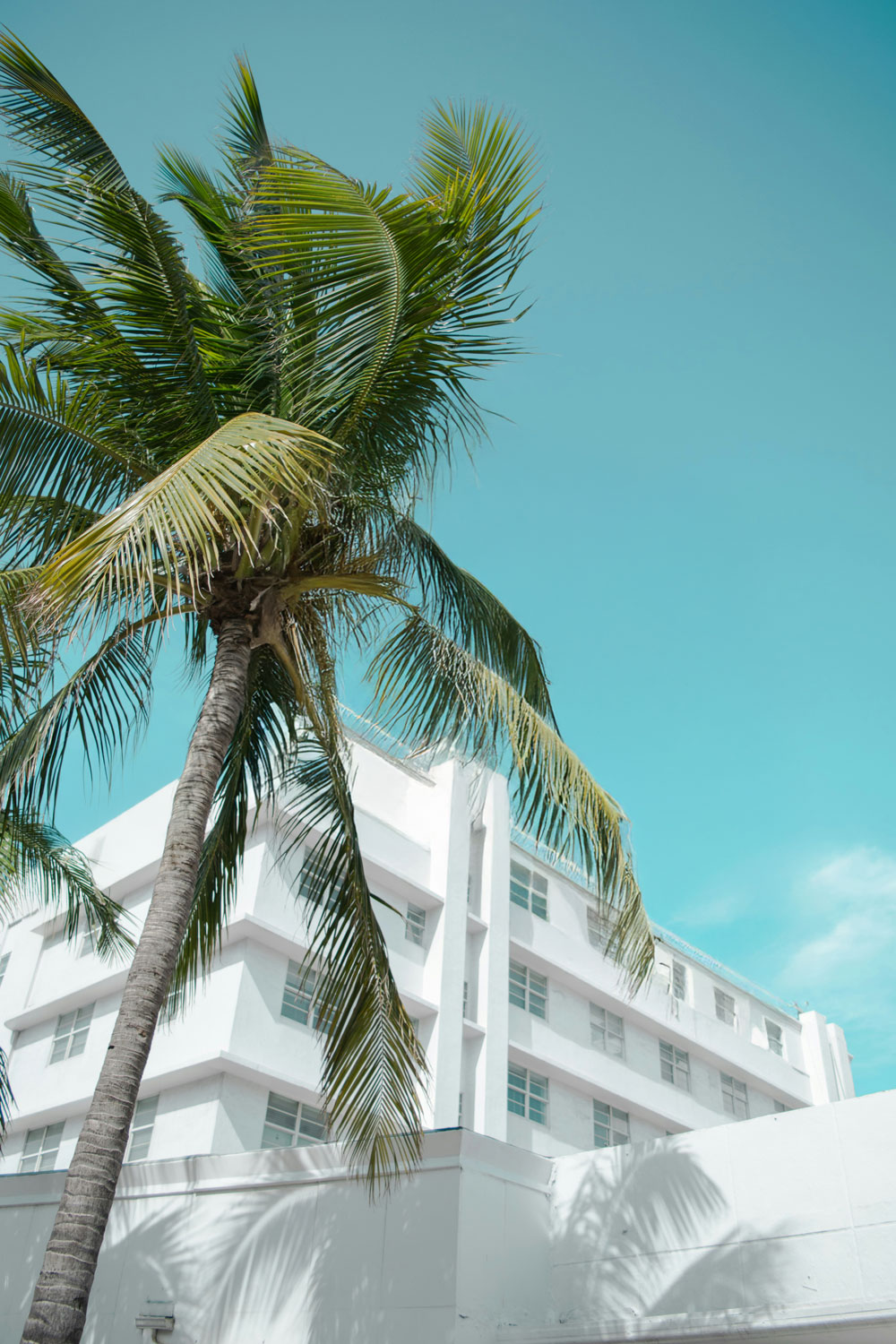 Frog angle, palm tree swaying infront a white building.